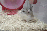 thGIFS.gif image by oneatom12