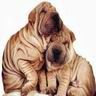 sharpei.jpg image by mathilde_odell