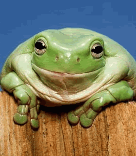 smilingfrog.gif image by weaselbelly