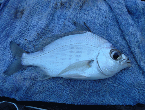 Weird-Fish.gif image by graham470